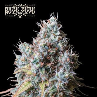 Rucu Cucu OG (Seedstockers) feminized