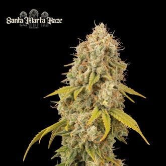 Santa Marta Haze (Seedstockers) feminisiert