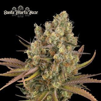 Santa Marta Haze Auto (Seedstockers Superior) feminized