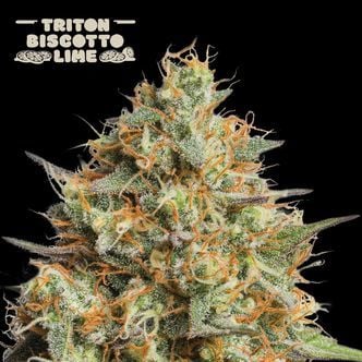 Triton Biscotto Lime Auto (Seedstockers) feminisiert