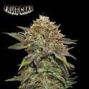 Fruit Cake (Seedstockers) feminisiert