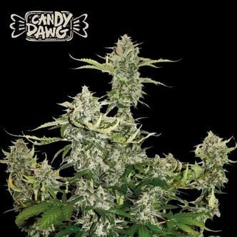 Candy Dawg Auto (Seedstockers) feminisiert