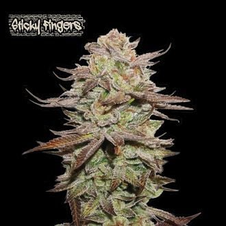 Sticky Fingers Auto (Seedstockers) feminisiert