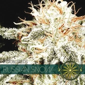 Russian Snow (Vision Seeds) feminisiert