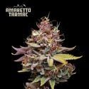 Amaretto Tarmac (Seedstockers) feminisiert