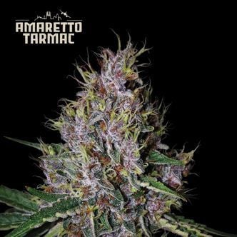 Amaretto Tarmac Auto (Seedstockers) feminized