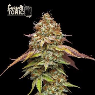 Terp & Tonic (Seedstockers) feminisiert