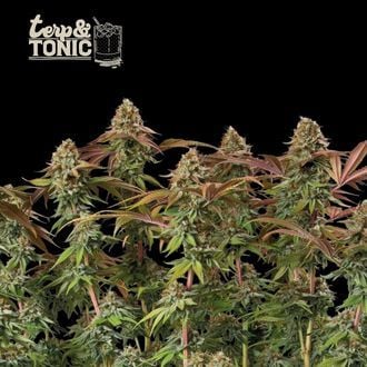 Terp & Tonic Auto (Seedstockers) feminisiert