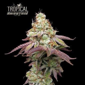 Tropical Zmoothie (Seedstockers) feminisiert