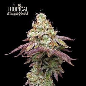 Tropical Zmoothie (Seedstockers) feminisiert