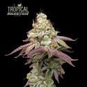 Tropical Zmoothie (Seedstockers) feminisiert