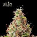 Tropical Zmoothie Auto (Seedstockers) feminisiert