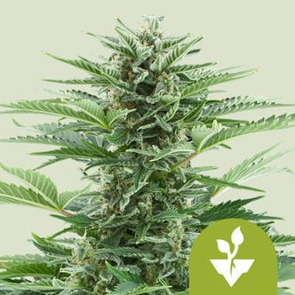 Easy Bud Automatic (Royal Queen Seeds) feminized