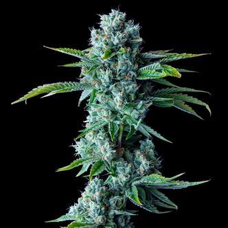 Skywalker Kush (DNA Genetics) feminized