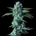 Skywalker Kush (DNA Genetics) feminized