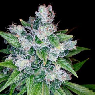 Kandy Kush (DNA Genetics) feminized