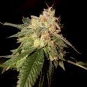 OG Kush (DNA Genetics) feminized