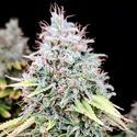 Apple OG (Pure Instinto) Feminized