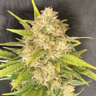 Melon Gum (Pure Instinto) feminized