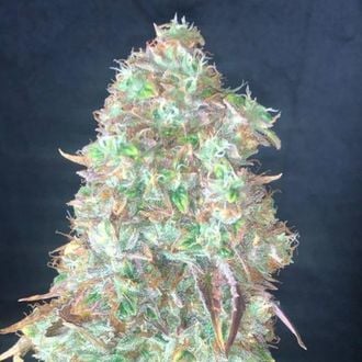 Shiskaberry (Pure Instinto) feminized