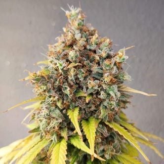 Smoothie (Pure Instinto) feminized