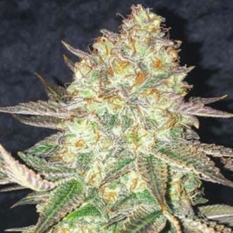 Spooky OG (Pure Instinto) feminized