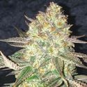 Spooky OG (Pure Instinto) feminized