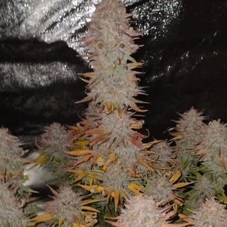 Sticky Gorilla 4 (Pure Instinto) feminized