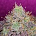 Watermelon Zkittlez (Pure Instinto) feminized