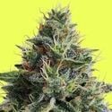 Lemon Storm (Pure Instinto) feminized