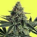 Lemon Storm (Pure Instinto) feminized