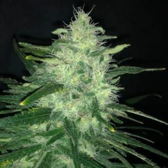 Wedding Cake (Pure Instinto) feminized