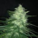 Wedding Cake (Pure Instinto) feminized