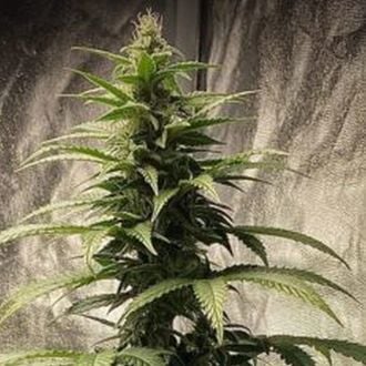 Strawberry Shortcake Auto (Pure Instinto) feminized