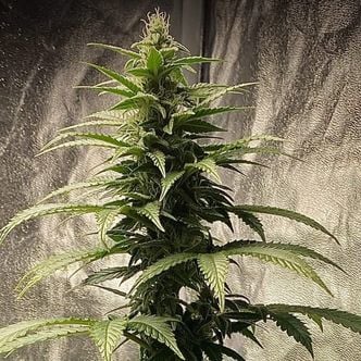 Strawberry Shortcake Auto (Pure Instinto) feminized