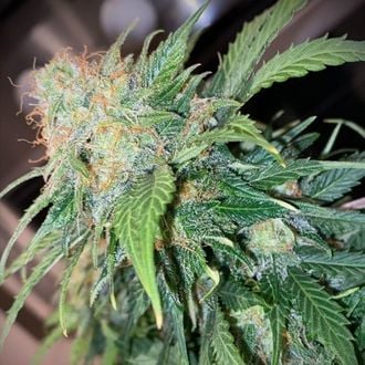 Mandarin Cream Auto (Pure Instinto) feminized