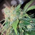 Mandarin Cream Auto (Pure Instinto) feminized