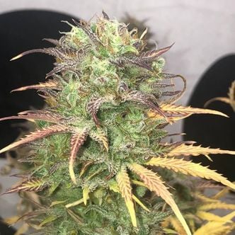 Girl Scout Kush Auto (Pure Instinto) feminized