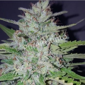 Shotgun Auto (Pure Instinto) feminized