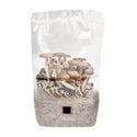 ShroomTek All-In-One Mushroom Grow Bag (North Spore)
