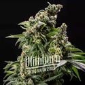 Cafe Racer Auto (Blimburn Seeds) feminized