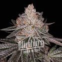 Apple Fritter Auto (Blimburn Seeds) feminisiert