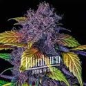 Purple Lemonade Auto (Blimburn Seeds) feminized