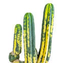 San Pedro Panaschiert (Echinopsis pachanoi variegata) Buenavista