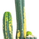 San Pedro Panaschiert (Echinopsis pachanoi variegata) Buenavista