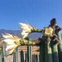 San Pedro XL (Echinopsis pachanoi)