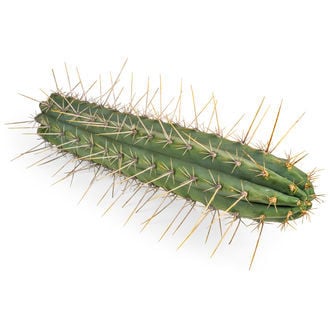 Peruvian Torch XL (Echinopsis peruviana)