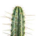 Peruvian Torch XL (Echinopsis peruviana)