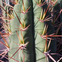 Peruvian Torch XL (Echinopsis peruviana)