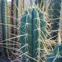 Peruvian Torch XL (Echinopsis peruviana)